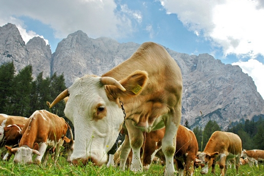 Classic Tour Through Slovenia